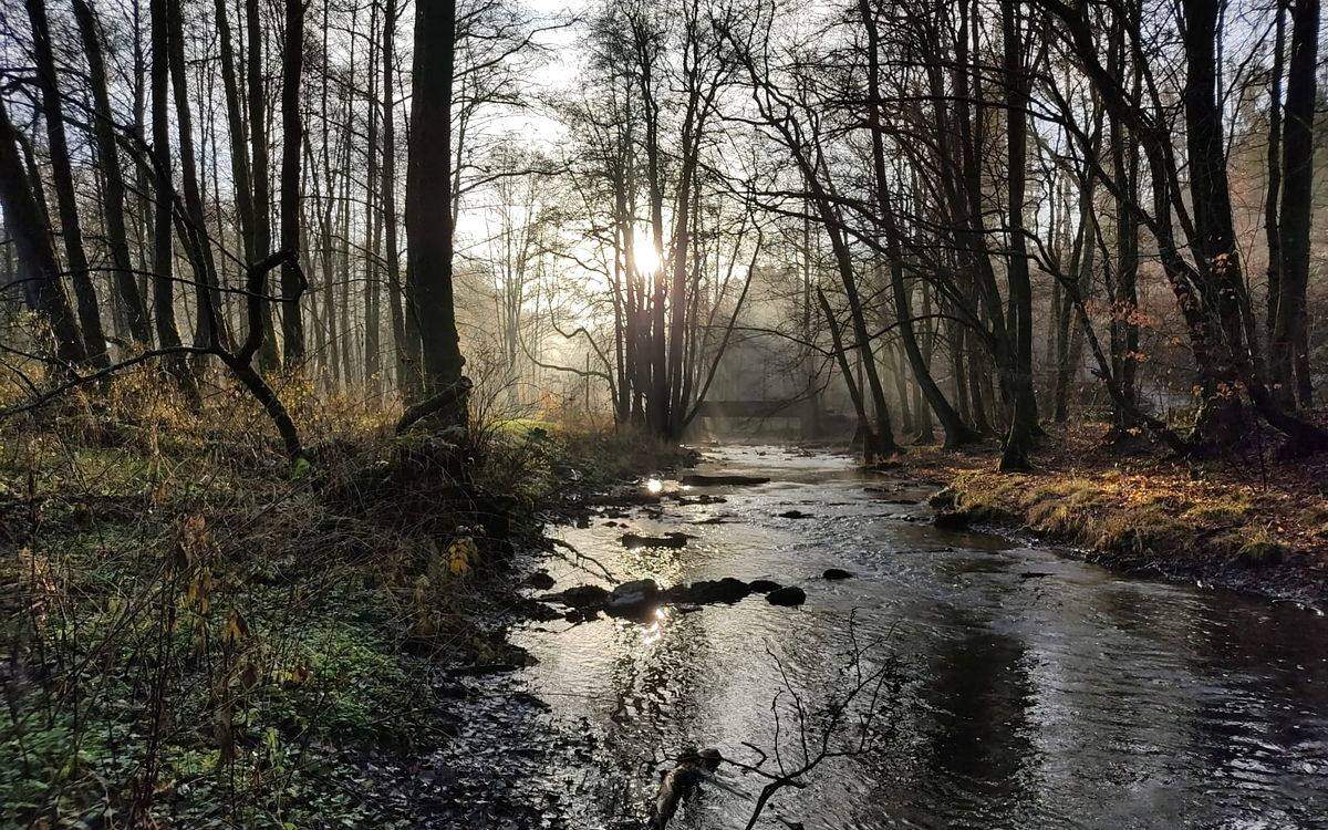 Forest path at Brunnenhaus Wermelskirchen, site of the Men's Intensive in Germany
